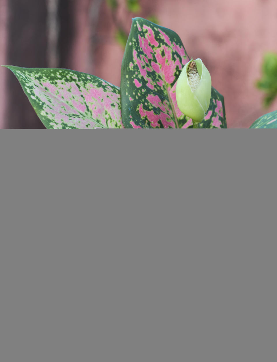 Pink and green chinese evergreen in a blue pot