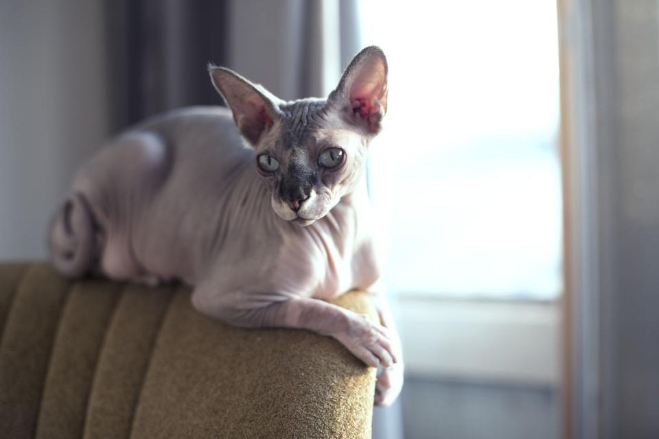 Sphynx Cat