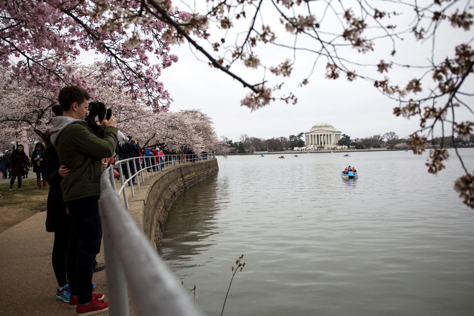 Washington’s cherry blossoms bloom despite cold snap