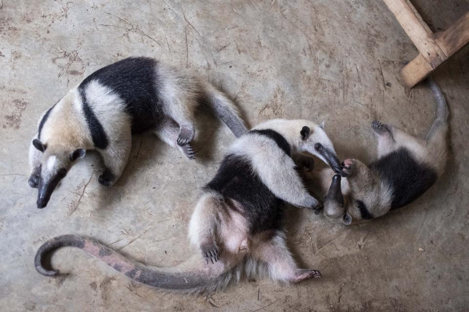 Anteaters play on the grounds of the non-profit wildlife park Selva Teneek where animals are being treated for heat stress amid a continuing heat wave and drought, in Ciudad Valles, Mexico, Saturday, June 8, 2024. (AP Photo/Mauricio Palos)