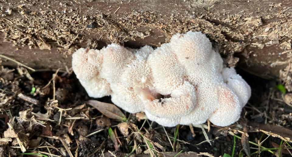 Another polypore spotted in the woman's backyard. 