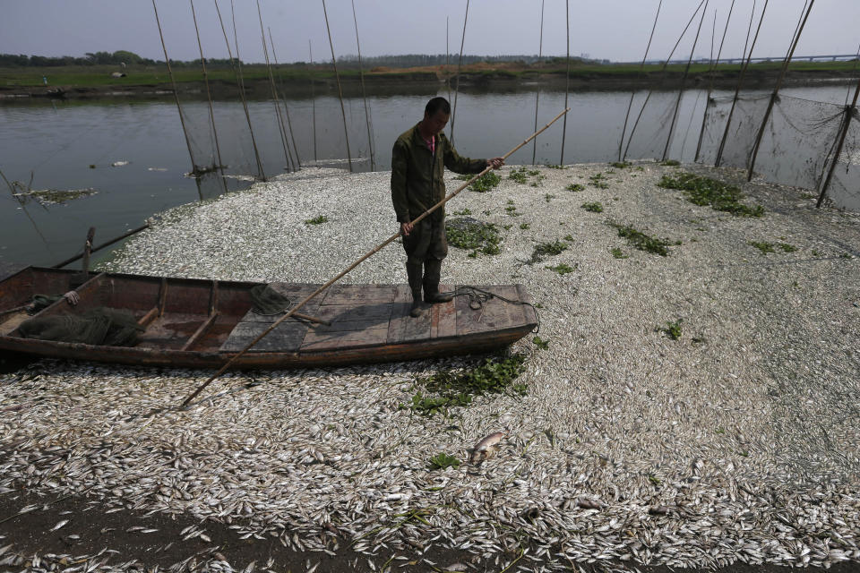 This picture taken on September 3, 2013 shows a fisherman looking at the dead fish floating on the Fuhe river in Wuhan, in central China's Hubei province after large amounts of dead fish began to be surface early the day before. (STR/AFP/Getty Images)