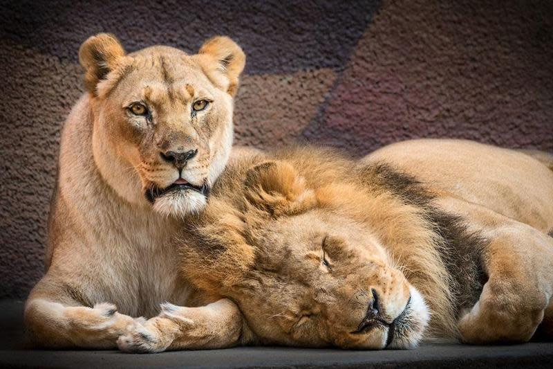 洛杉磯動物園的代表性動物休伯特與卡麗莎，上週一起接受安樂死，安詳離世。（翻攝洛杉磯動物園Facebook）