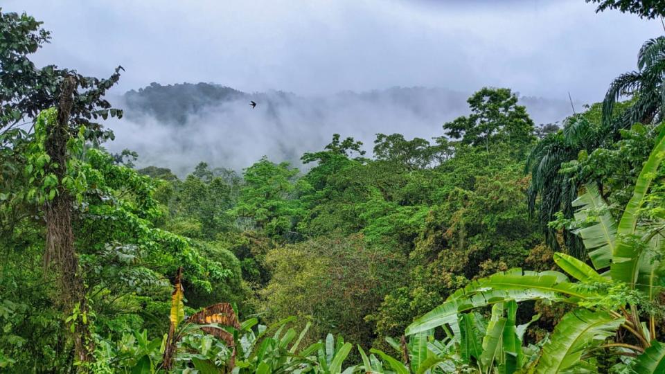 <div class="inline-image__title">Oreba Chocolate Tour, Bocas del Toro, Panama</div> <div class="inline-image__credit">Photo courtesy of Brandon Withrow</div>