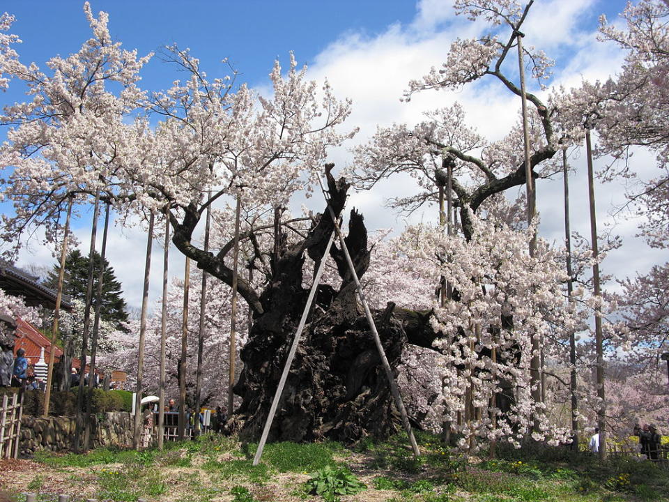 神代櫻 (Photo by京浜にけ, License: CC BY-SA 3.0, Wikimedia Commons提供)