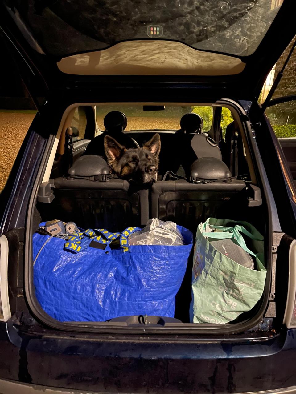 Bear the dog on back seat of car - Annabel Fenwick Elliott