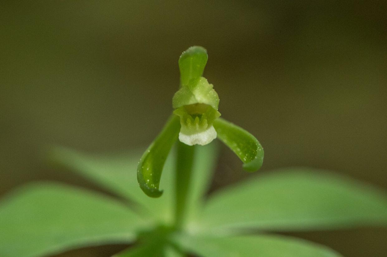 The small whorled pogonia is one of the rarest orchids in North America, and it makes its home in New Hampshire.