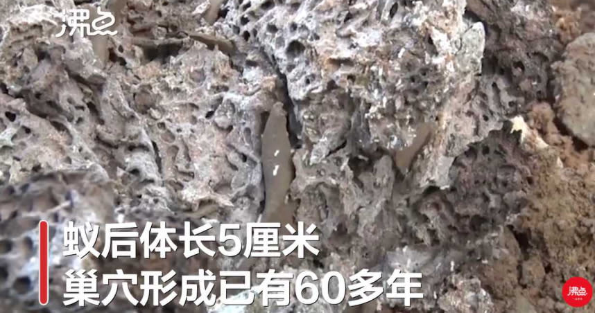 中國湖北石首發現一個超大蟻穴。（圖／翻攝自微博／新浪新聞）