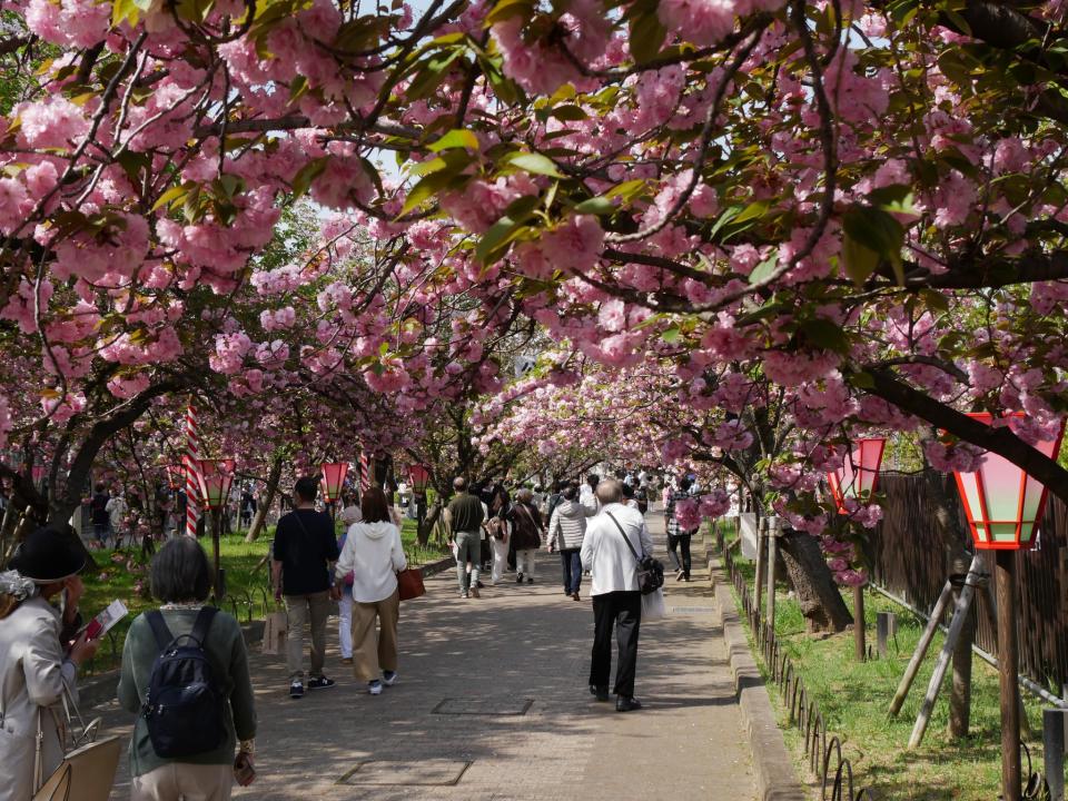 Japan Travel｜Osaka Mint will be open for seven days starting from April 5!  141 kinds of cherry blossoms create a 560-meter cherry blossom tunnel, and online reservations are available from now on (with a list of registration steps)