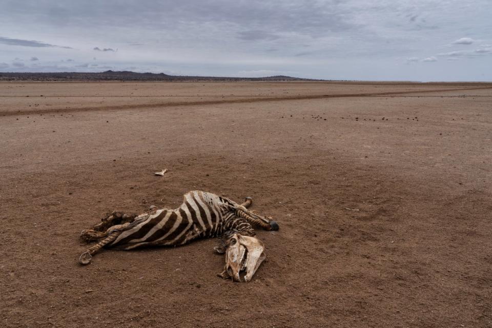 The carcass of a zebra near Kimana in southern Kenya. Access to water for drinking is not so much the issue - lack of rain has meant there is almost nothing for the animals to eat (Charlie Hamilton James)