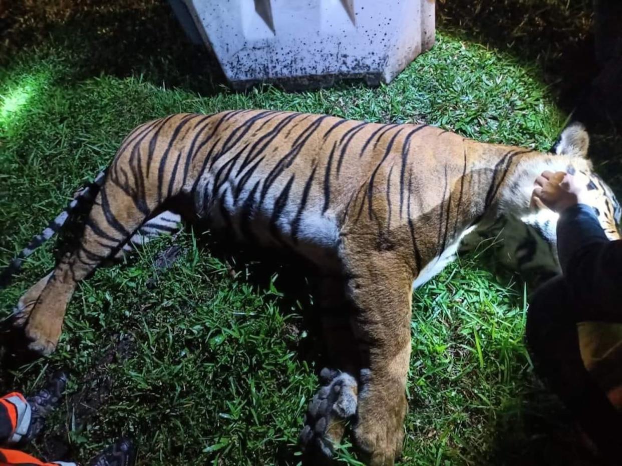 A dead Malayan Tiger involved in an accident in Malaysia