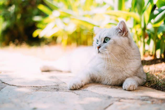 Water and shade are essential for cats in hot temperatures. (Photo: AegeanBlue via Getty Images)