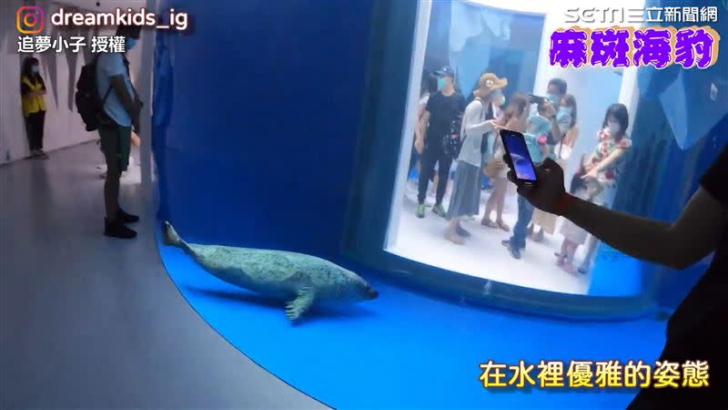 麻斑海豹是館內的明星動物之一。（圖／追夢小子 授權）