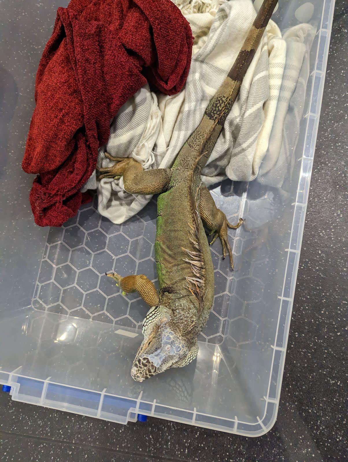 A green iguana can be seen inside a plastic box with only a blanket and towel for warmth