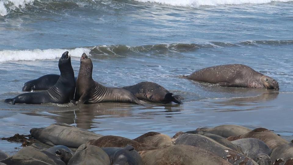 Younger elephant seals spar at the Piedras Blancas rookery north of San Simeon in San Luis Obispo County.