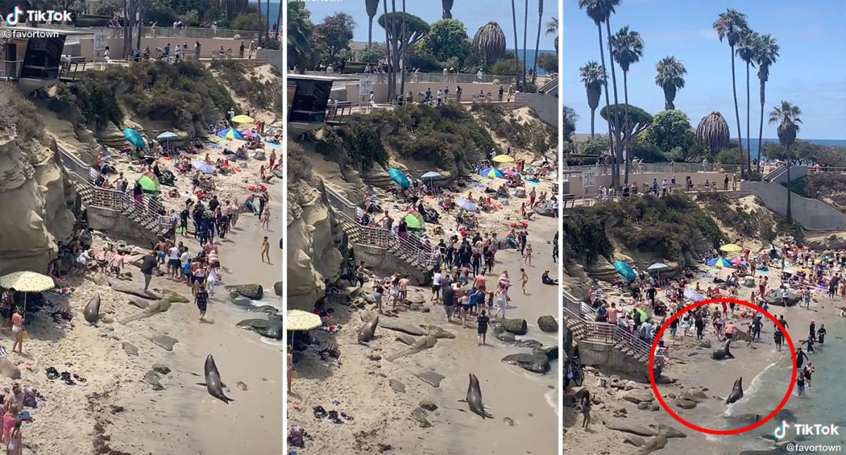 Sea lions chase beachgoers off popular beach: 'Made my day'