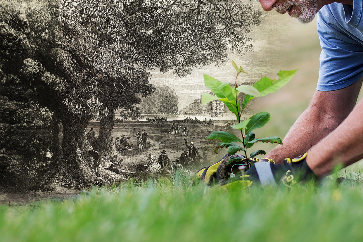 American Chestnut Tree Photo illustration by Salon/Getty Images