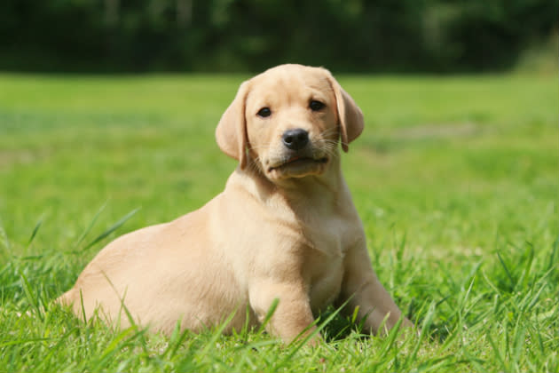 Labrador Retriever