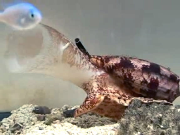 A cone snail (Conus geographus) hunting for a fishy snack.