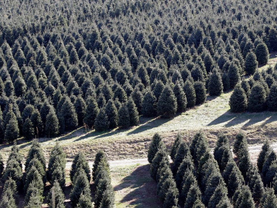 christmas tree farm north carolina