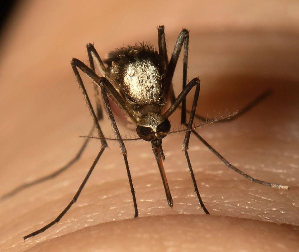 “Aedes scapularis” mosquito