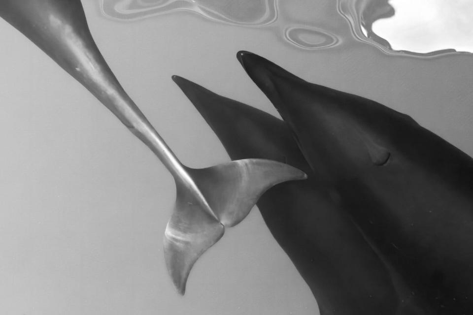 A black and white image of a dolphin tail and head