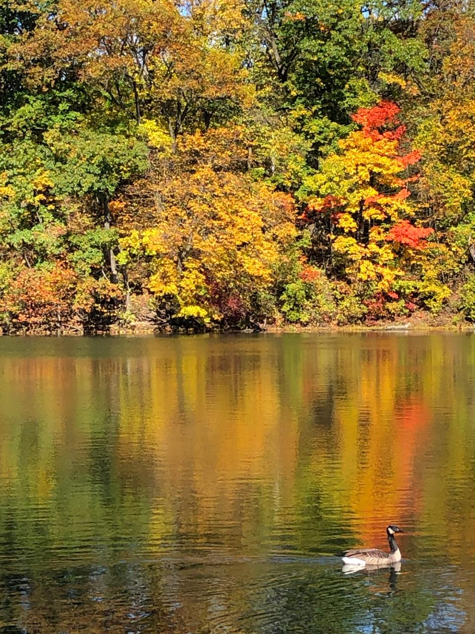 A Canada goose cruises by color-splashed trees on the lagoon at Pinhook Park in South Bend on Sunday, Oct. 22, 2023.