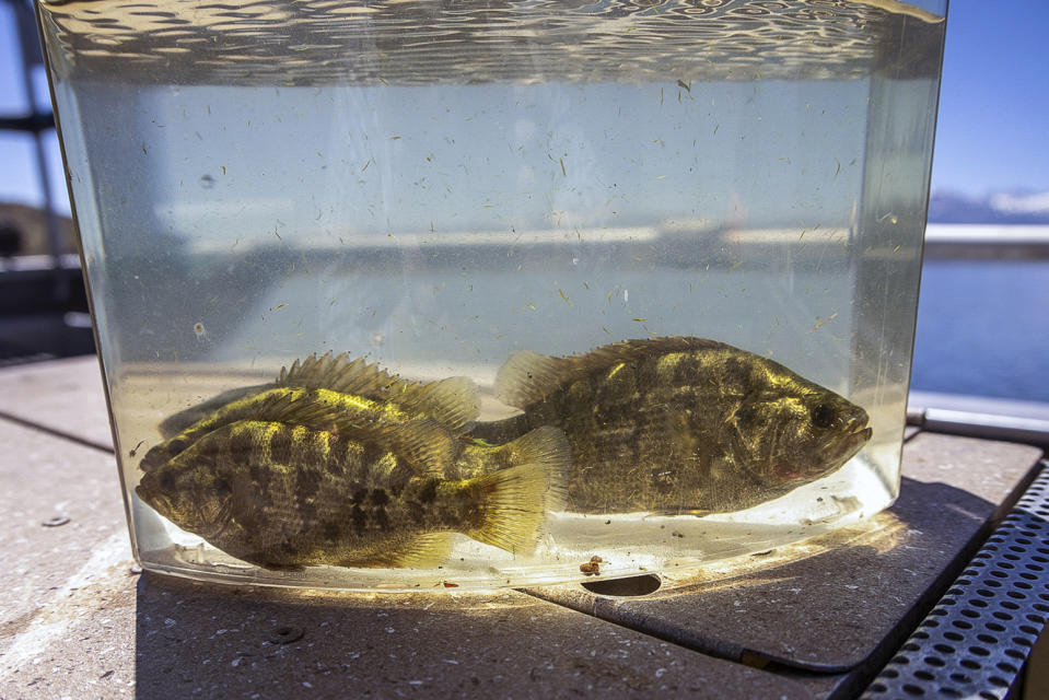 In this photo provided by the California Department of Fish and Wildlife, Sacramento Perch are collected from the Bridgeport Reservoir into a viewing tank aboard a department electrofishing boat in Mono County, Calif., Wednesday, Aug. 9, 2023. State officials recently introduced the Sacramento Perch to Southern California to widen its range, strengthen its gene pool, create a breeding stock and generate interest among anglers as a viable warm-water tolerant game fish option. (Travis VanZant/California Department of Fish and Wildlife via AP)