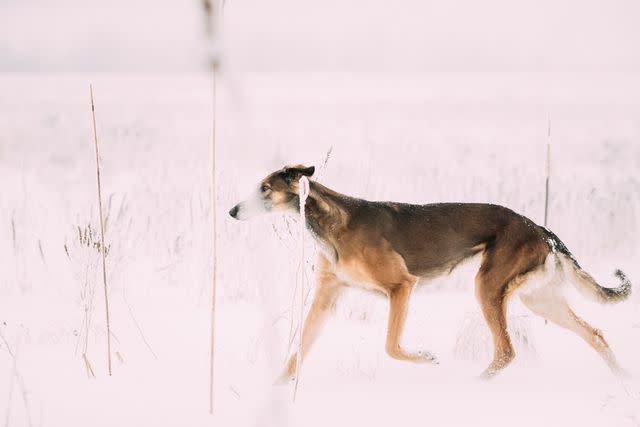 <p>Getty Images/bruev</p> Also known as the Hortaya Borzaya, the Chortai has a Greyhound-like appearance.