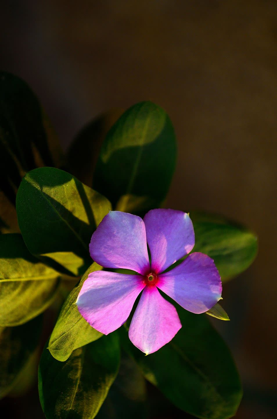 periwinkle or vinca rosea or baramasi flower plant, india