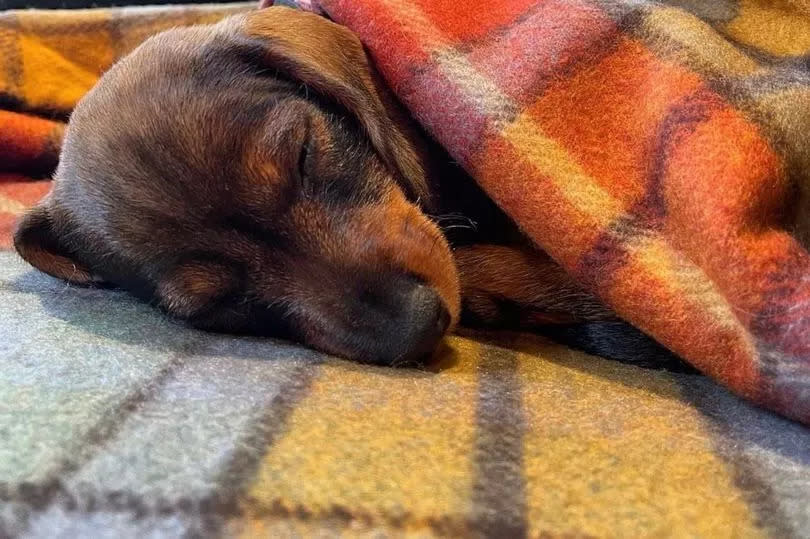 Dog sleeping in a tartan blanket