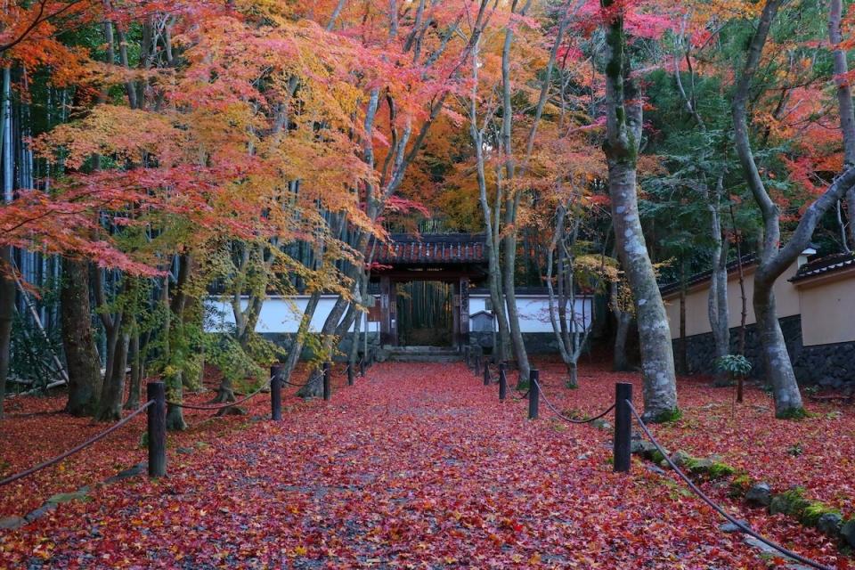 竹之寺地藏院（圖片來源：Getty Creative）