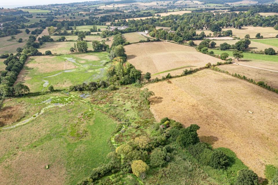 The positive impact of beavers on the landscape has highlighted the success of numerous reintroductions around the country (Clinton Devon Estates)