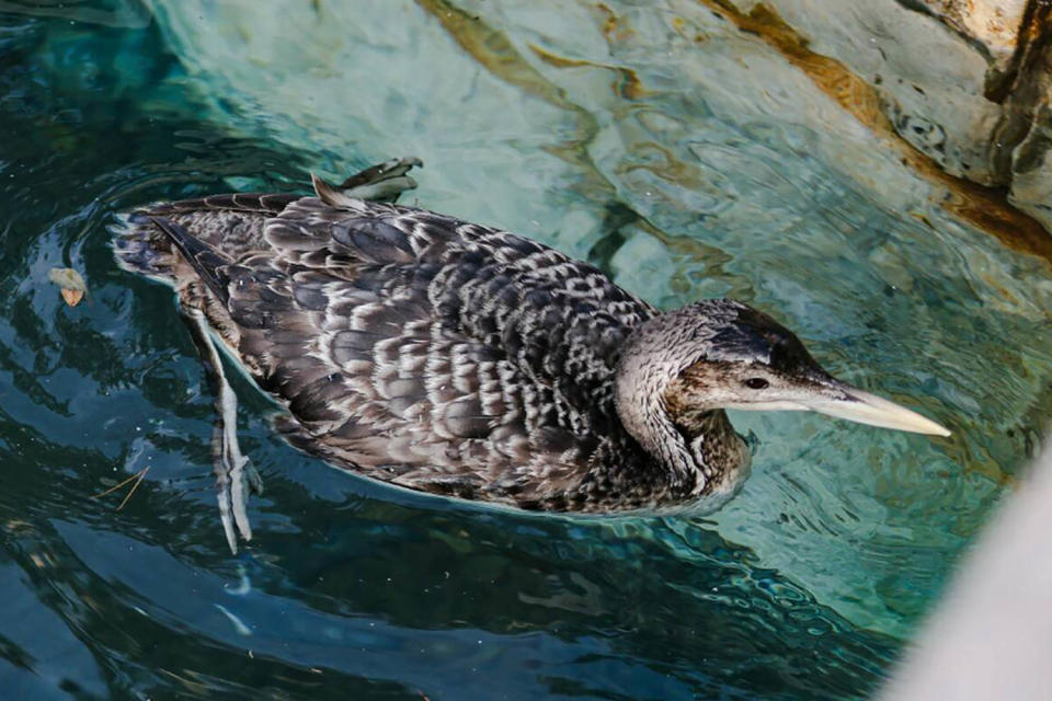 The  yellow-billed loon swimming in Lake Billagio. (Rachel Aston  / Las Vegas Review-Journal/TNS via Getty Images)