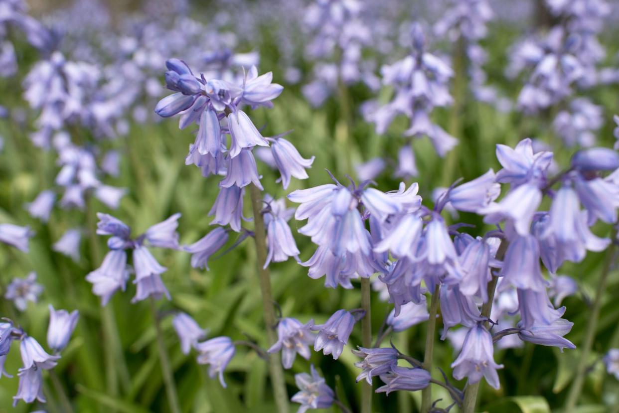 Spanish Bluebells