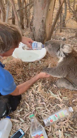 A koala holds onto the hand of a man as it continues to drink more water in Adelaide, Australia, January 24, 2019, in this picture obtained from social media. Picture taken January 24, 2019. Mandatory Credit MICHELE WHALL /via REUTERS