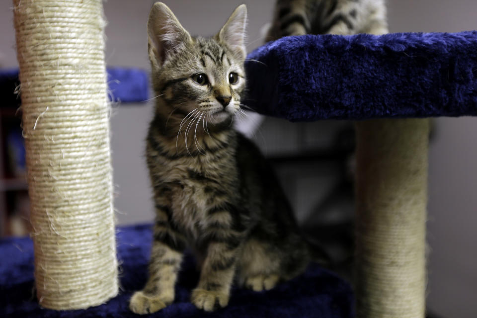 In this Thursday, March 28, 2013 photo, a kitten that was displaced due to fire is seen at Red Paw's adoption facility, in Philadelphia. The emergency relief service Red Paw has paired with the local Red Cross to care for animals displaced by flames, floods or other residential disasters, with the goal of eventually reuniting them with their owners. (AP Photo/Matt Rourke)