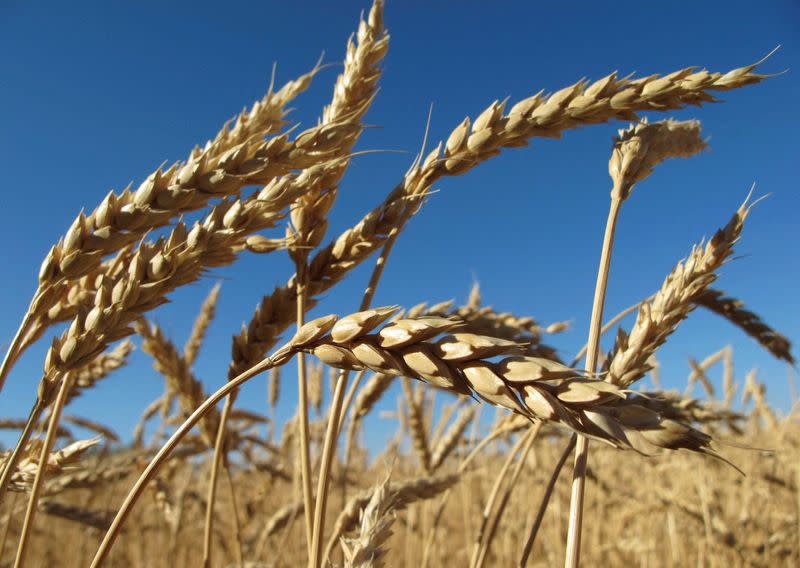 FILE PHOTO: Ears of wheat are seen in a field in Agrostroy farm, some 450 km south of Barnaul city in the Altai region
