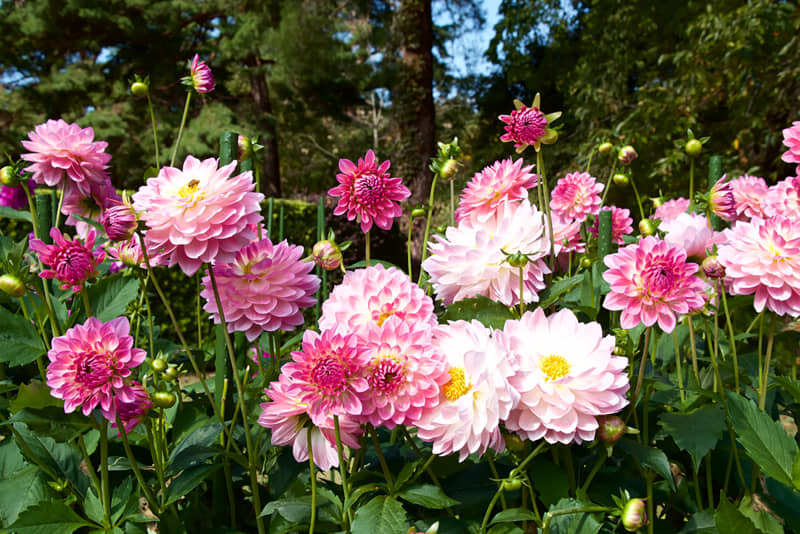 Beautiful pink dahlia in garden. A picture of the beautiful pink dahlia.