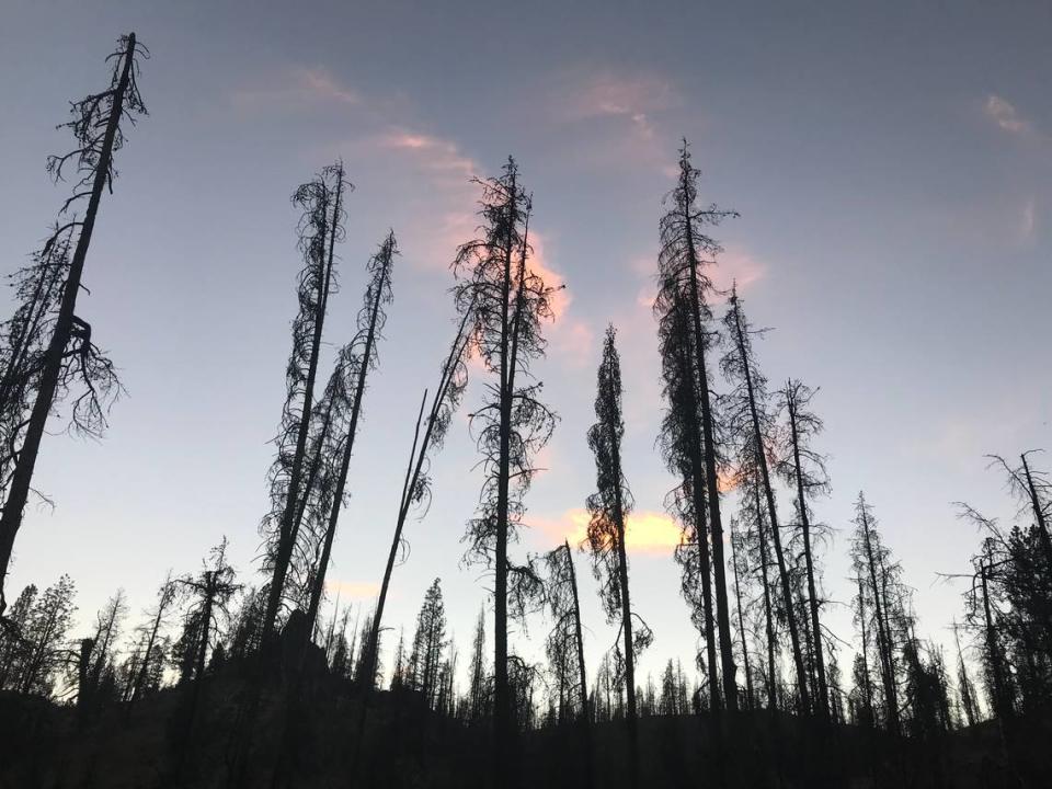 In 2018, signs of the 2016 Pioneer Fire were still evident in the Boise National Forest.