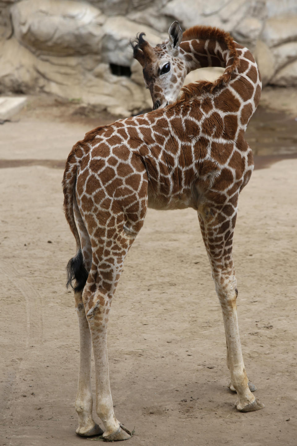 A two-month-old giraffe stands in her enclosure at the Chapultepec Zoo in Mexico City, Sunday, Dec. 29, 2019. The Mexico City zoo is celebrating its second baby giraffe of the year. The female giraffe was unveiled this week after a mandatory quarantine period following her Oct. 23 birth. She will be named via a public vote. (AP Photo/Ginnette Riquelme)