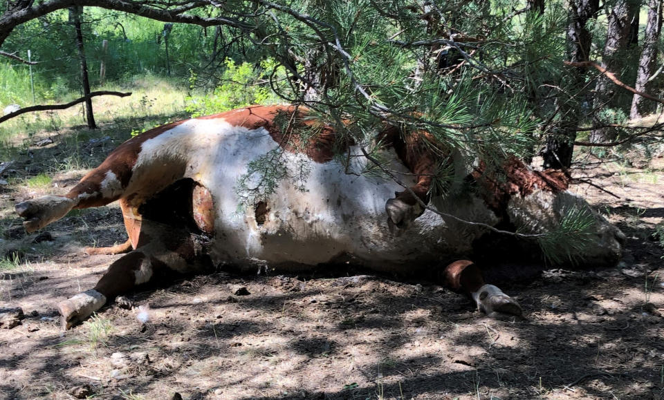 A dead Hereford bull lies dead in Burns, Oregon, with its tongue and sexual organs removed. It also has no blood.