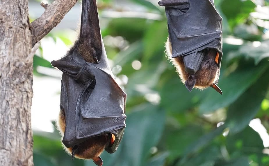 專家在蝙蝠上找到新病毒。（示意圖／Pixabay）