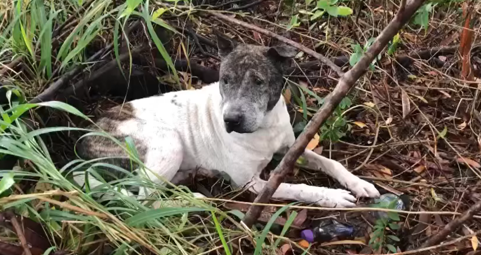 The dog was found in the grass near the Kwai Chung container terminal and could not see with both eyes, but was rescued in time by volunteers.