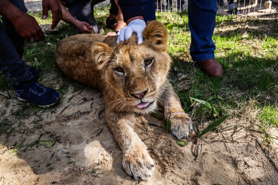 A Palestinian veterinarian holds down the head of the lioness “Falestine” after being declawed (SAID KHATIB/AFP/Getty Images)