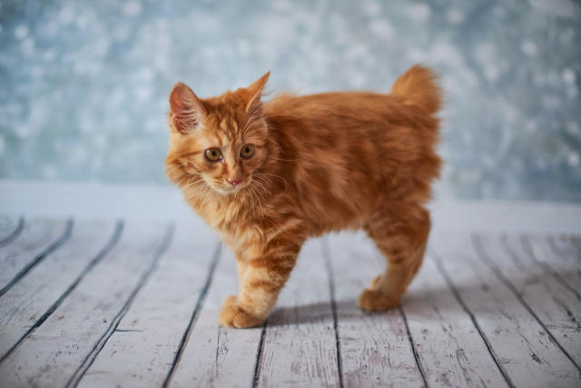 fluffy orange cat breeds