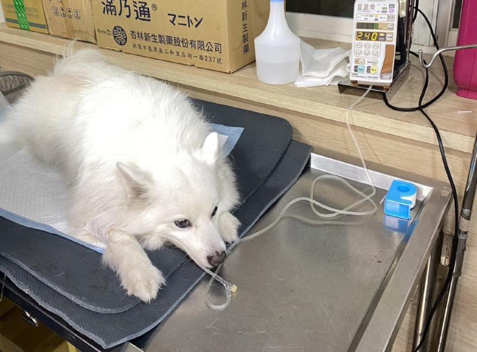 中和一名婦人日前牽藏獒出門，藏獒見另名簡姓飼主遛放的狐狸犬，突然暴走緊咬狐狸犬腹部不放，狐狸犬傷重送醫，搶救三天仍不治。（新北市動保處提供）