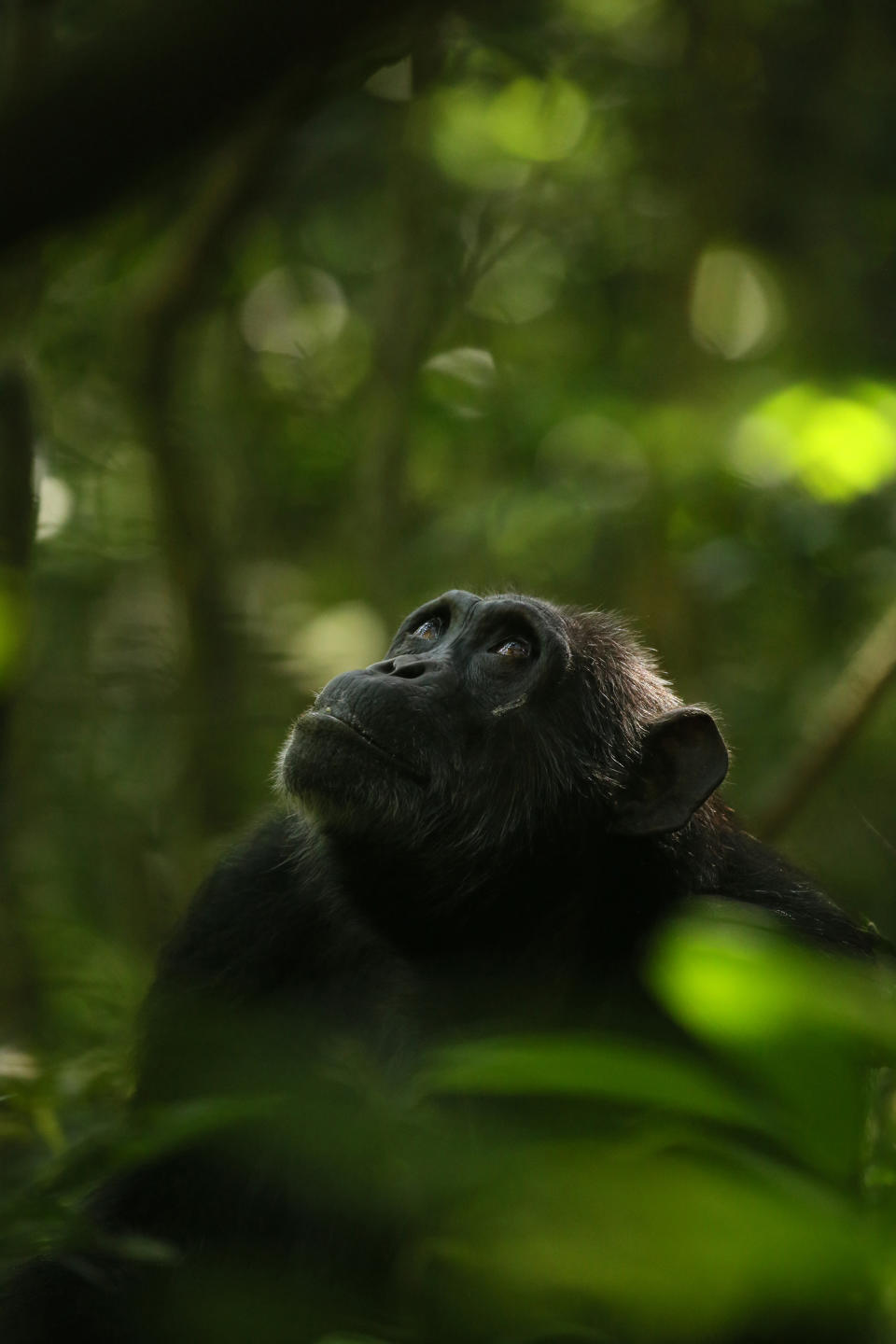 Imagen de Kevin Langergraber/Universidad Estatal de Arizona que muestra a Garbo, hembra en edad posreproductiva en la comunidad de chimpancés Ngogo en el parque nacional de Kibale en Uganda. (Kevin Langergraber/Universidad Estatal de Arizona vía The New York Times)
