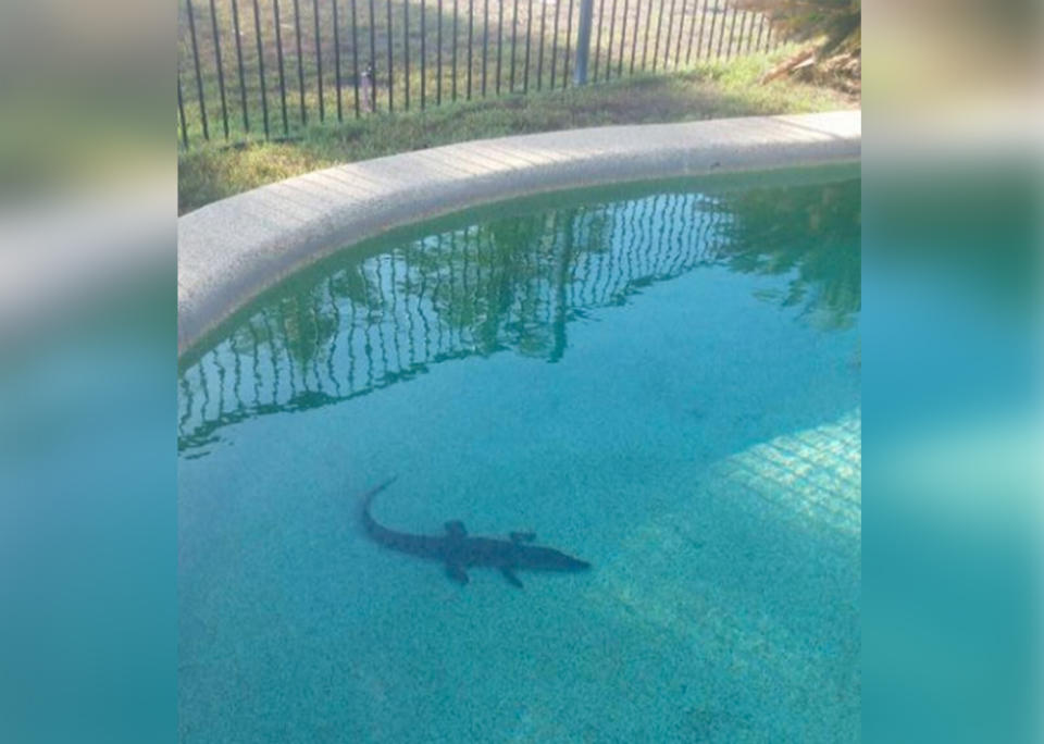 Queensland woman Margie Ryder found a crocodile in her backyard pool at Tully Heads, near Innisfail.