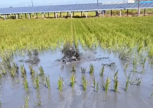 事隔將近3個月，萬丹泥火山再度噴發。（圖／翻攝自內灣村長陳玉意臉書）